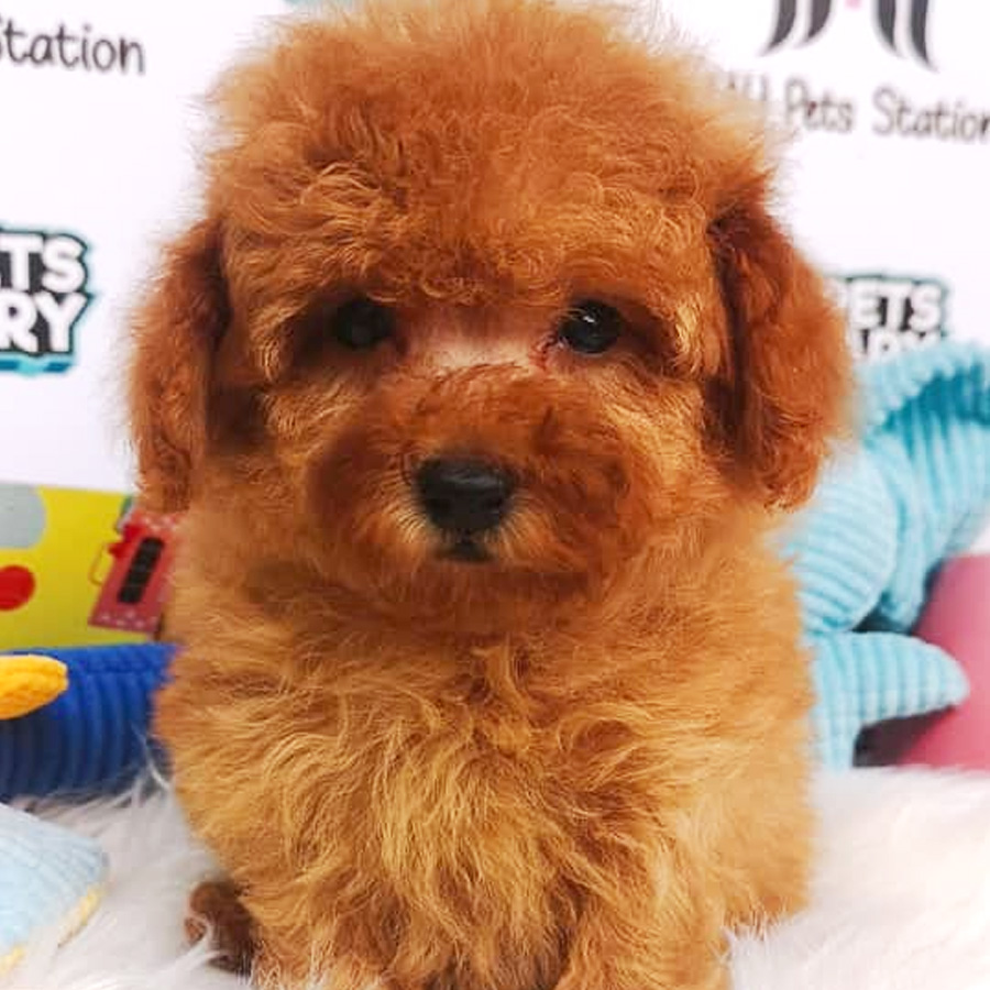 Tiny Toy Poodle Puppy For Sale (Female)
