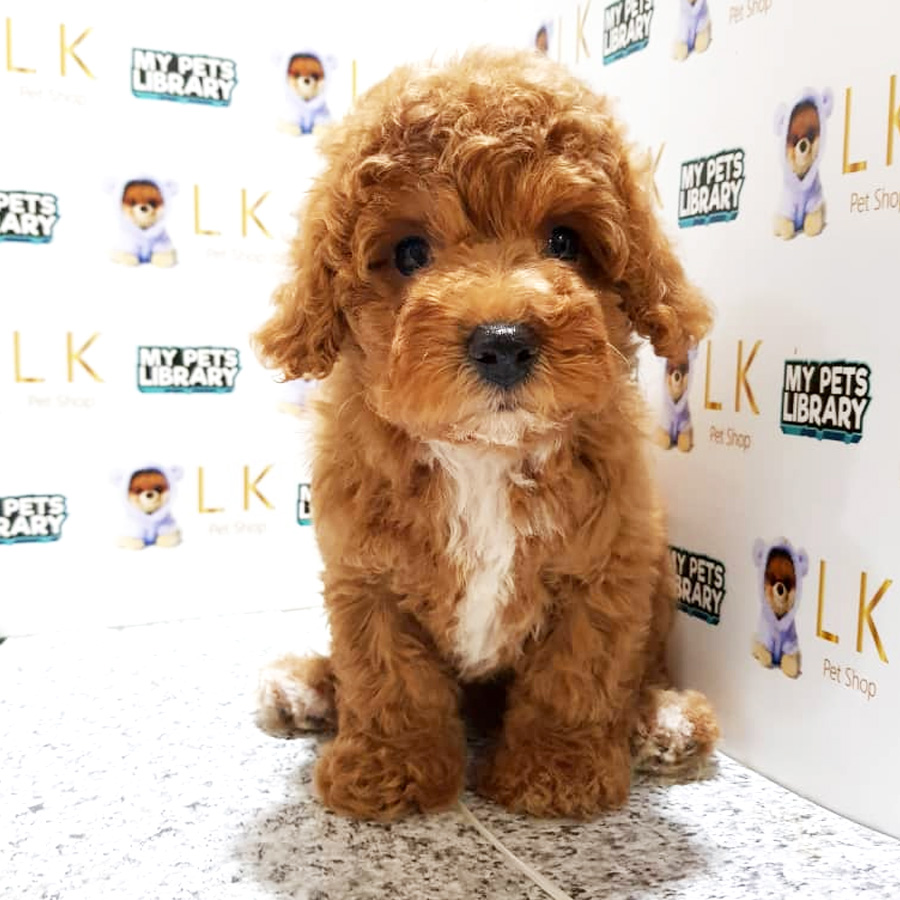 Toy Poodle Puppy For Sale (Female)