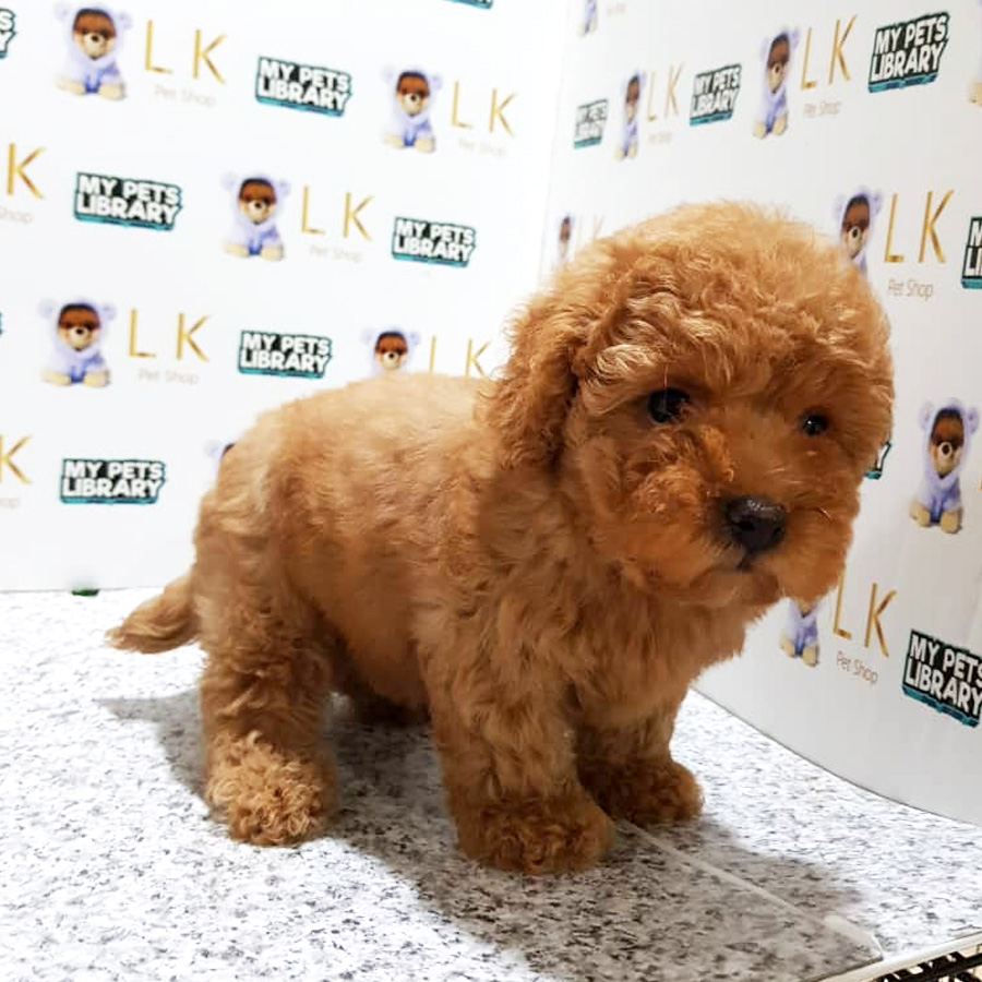 Toy Poodle Puppy For Sale (Female)