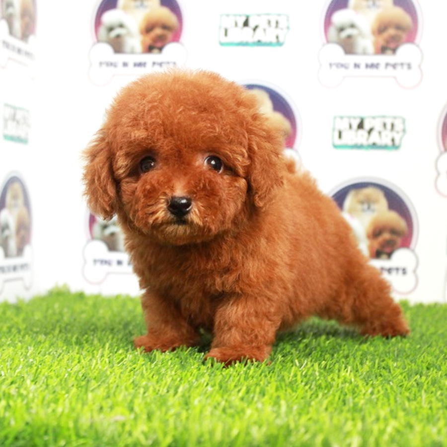 Tiny Poodle Puppy For Sale (Parents Imported)
