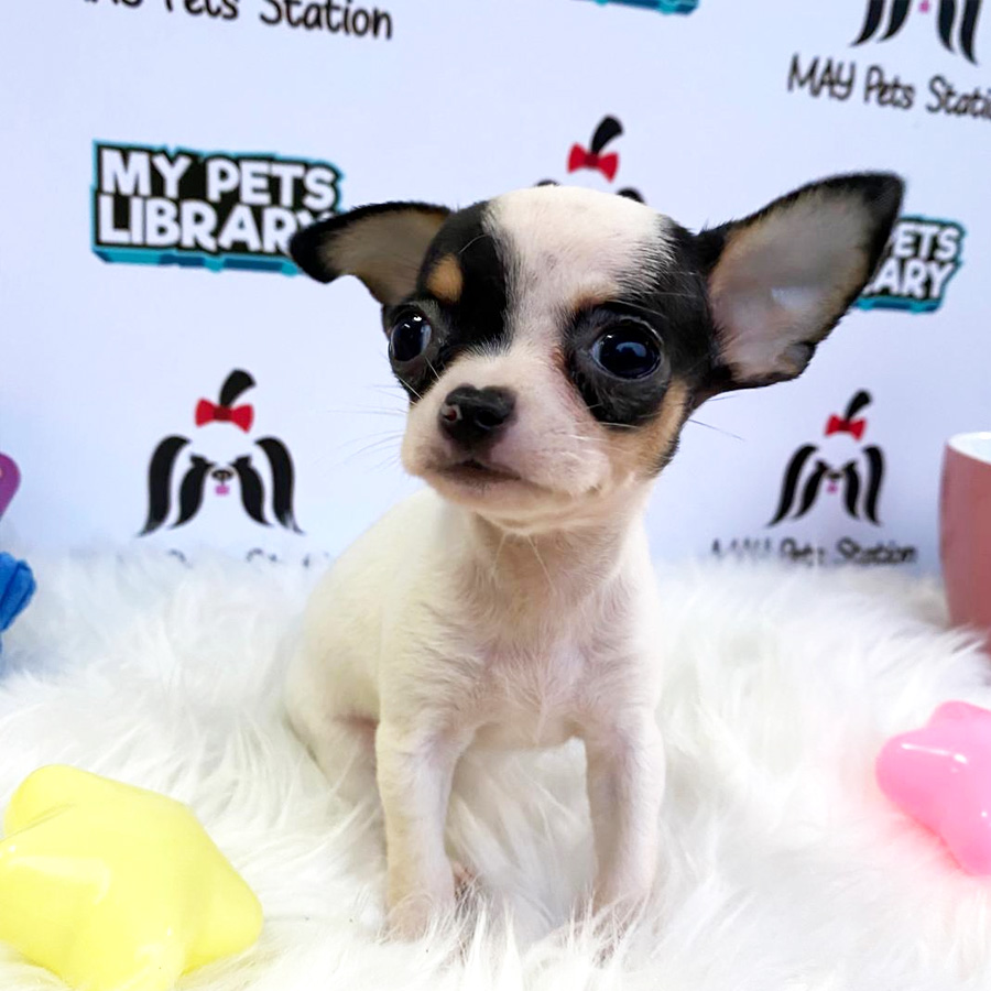 Chihuahua Puppy For Sale Female