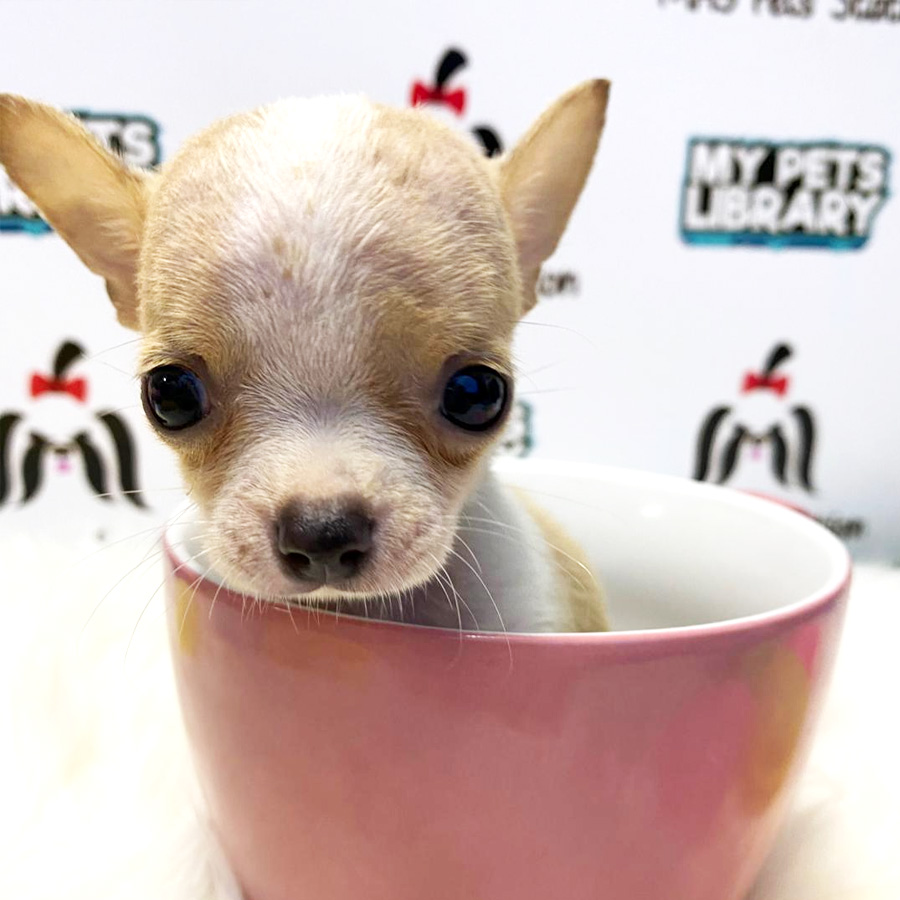 Tiny Chihuahua Puppy For Sale (Female)