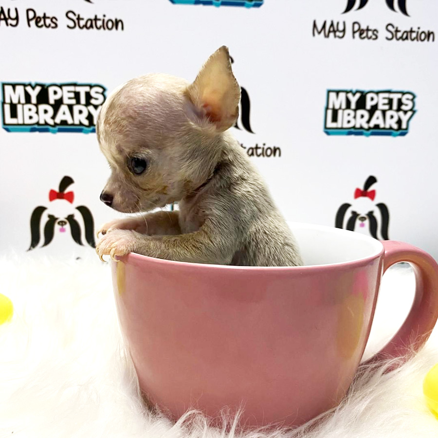 Tiny Chihuahua Puppy For Sale (Female)
