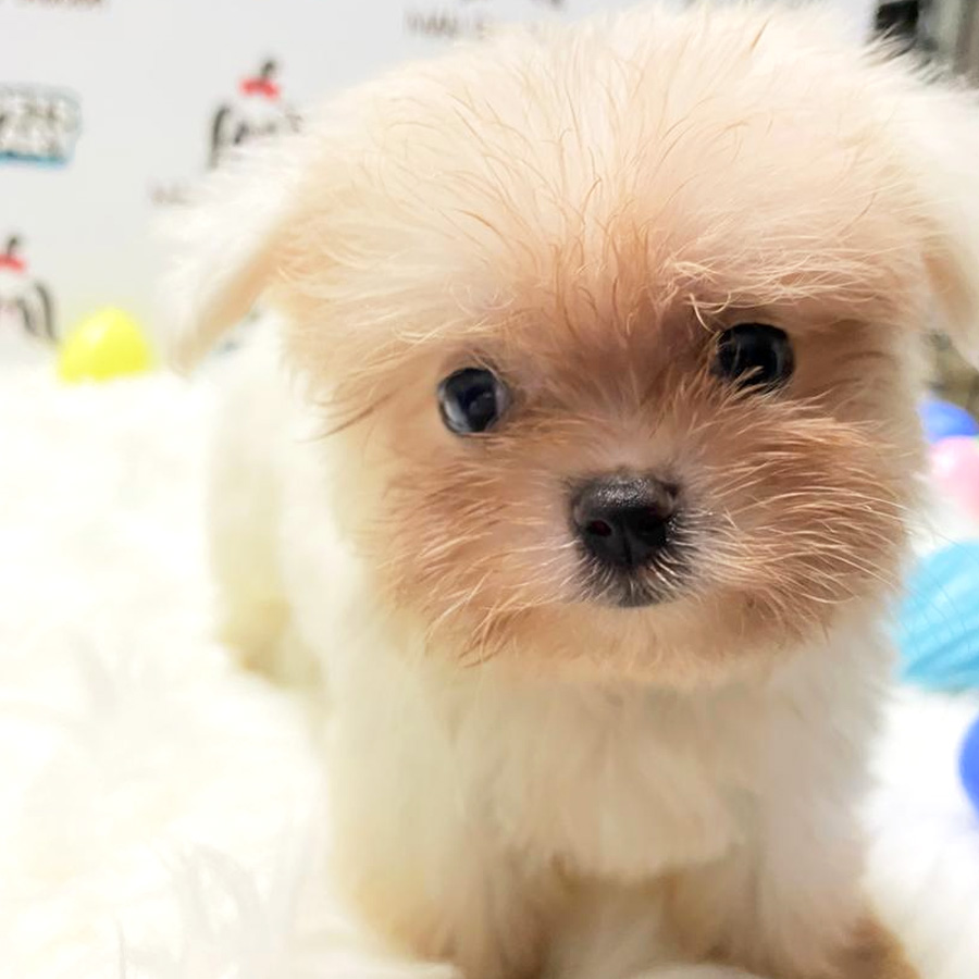 Maltese Puppy For Sale (Male)