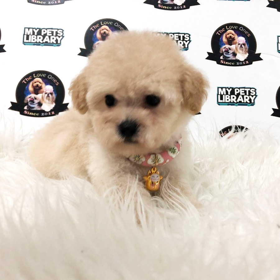 MKA Short Leg Tiny Poodle Puppy For Sale