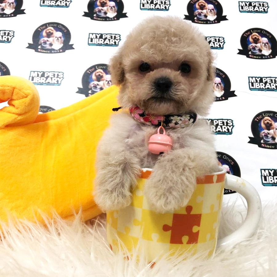 MKA Short Leg Tiny Poodle Puppy For Sale