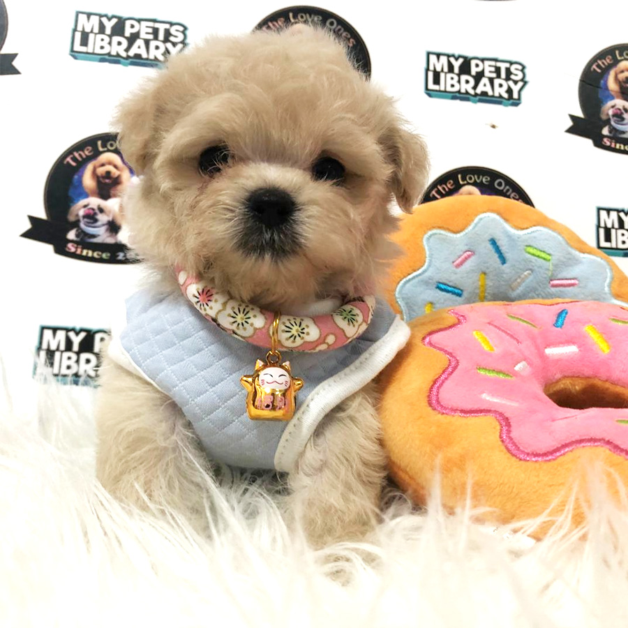 MKA Short Leg Tiny Poodle Puppy For Sale