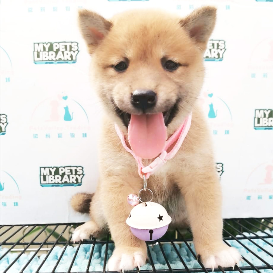 MKA Shiba Inu Puppy For Sale (Parents Imported)