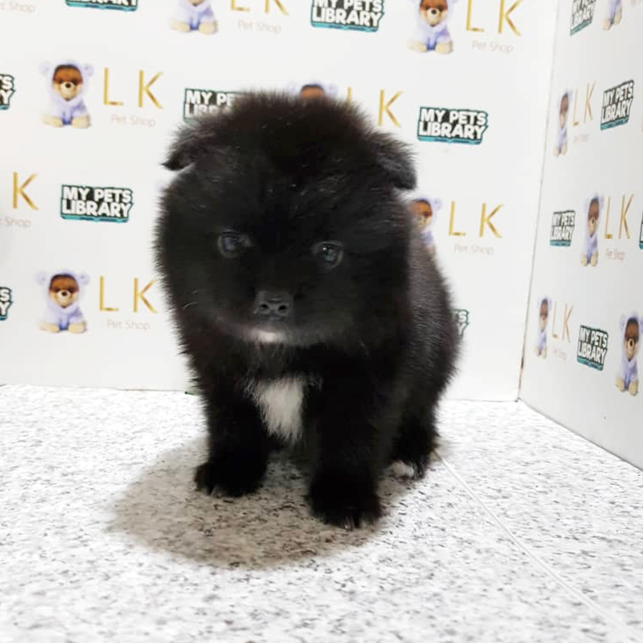 Pomeranian Puppy For Sale (Male)