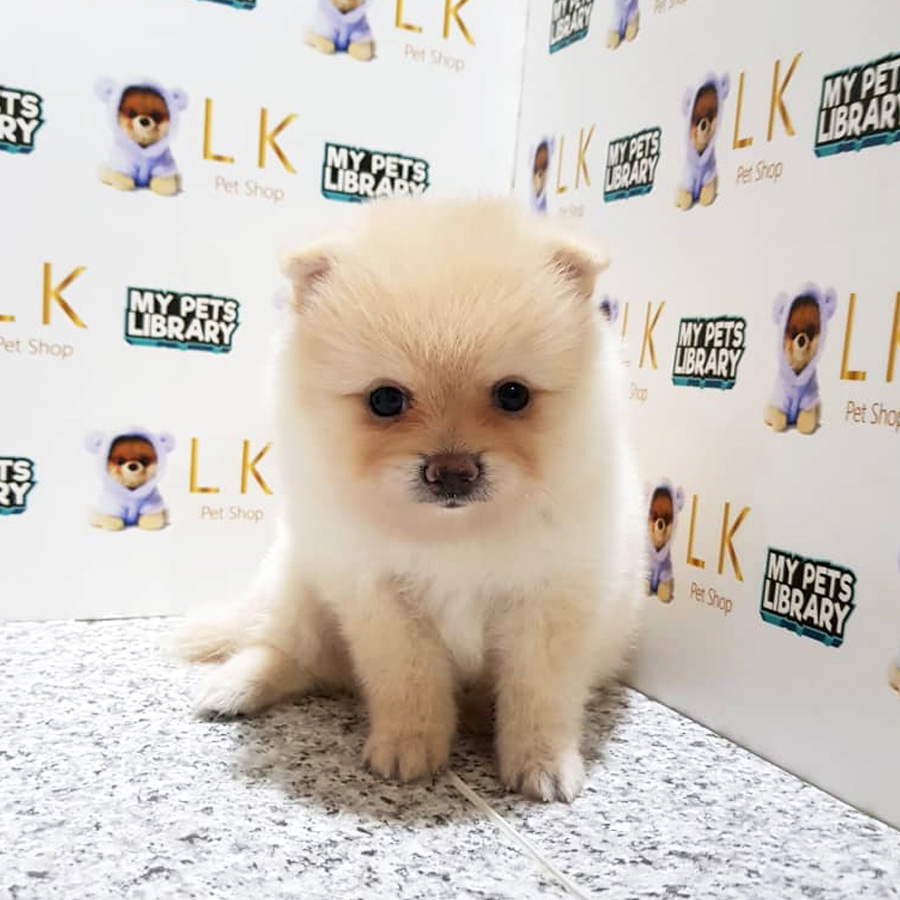Pomeranian Puppy For Sale (Male)