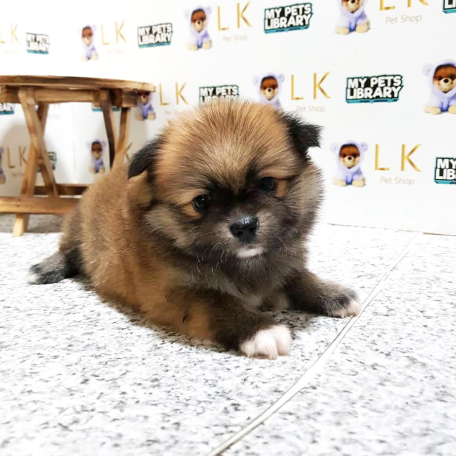 Pomeranian Puppy For Sale (Female)
