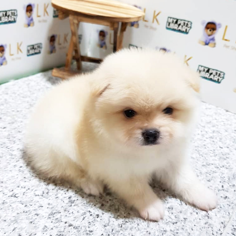 Pomeranian Puppy For Sale (Male)