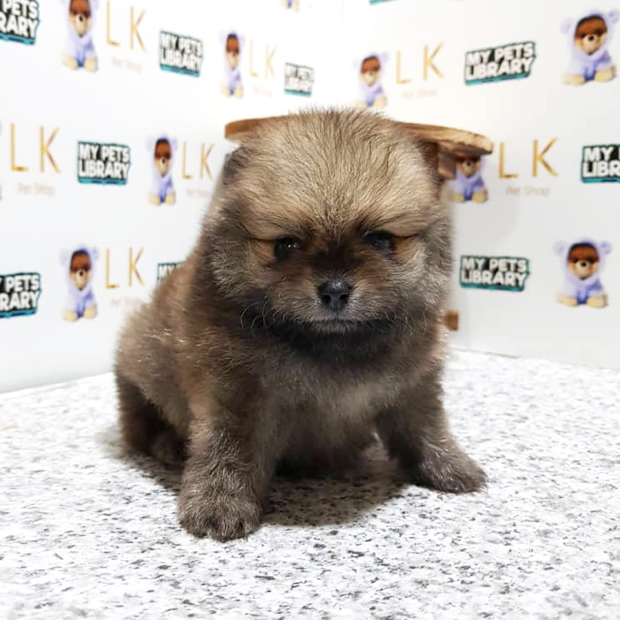 Tiny Pomeranian Puppy For Sale (Male)