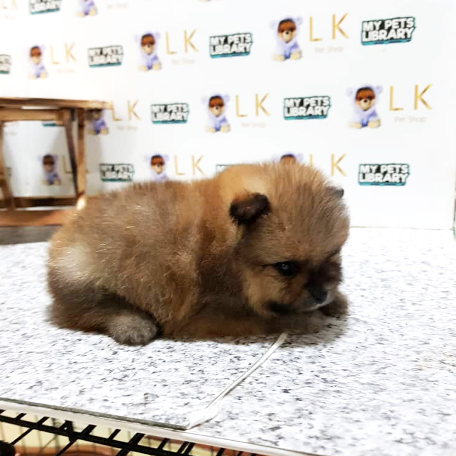 Pomeranian Puppy For Sale (Male)
