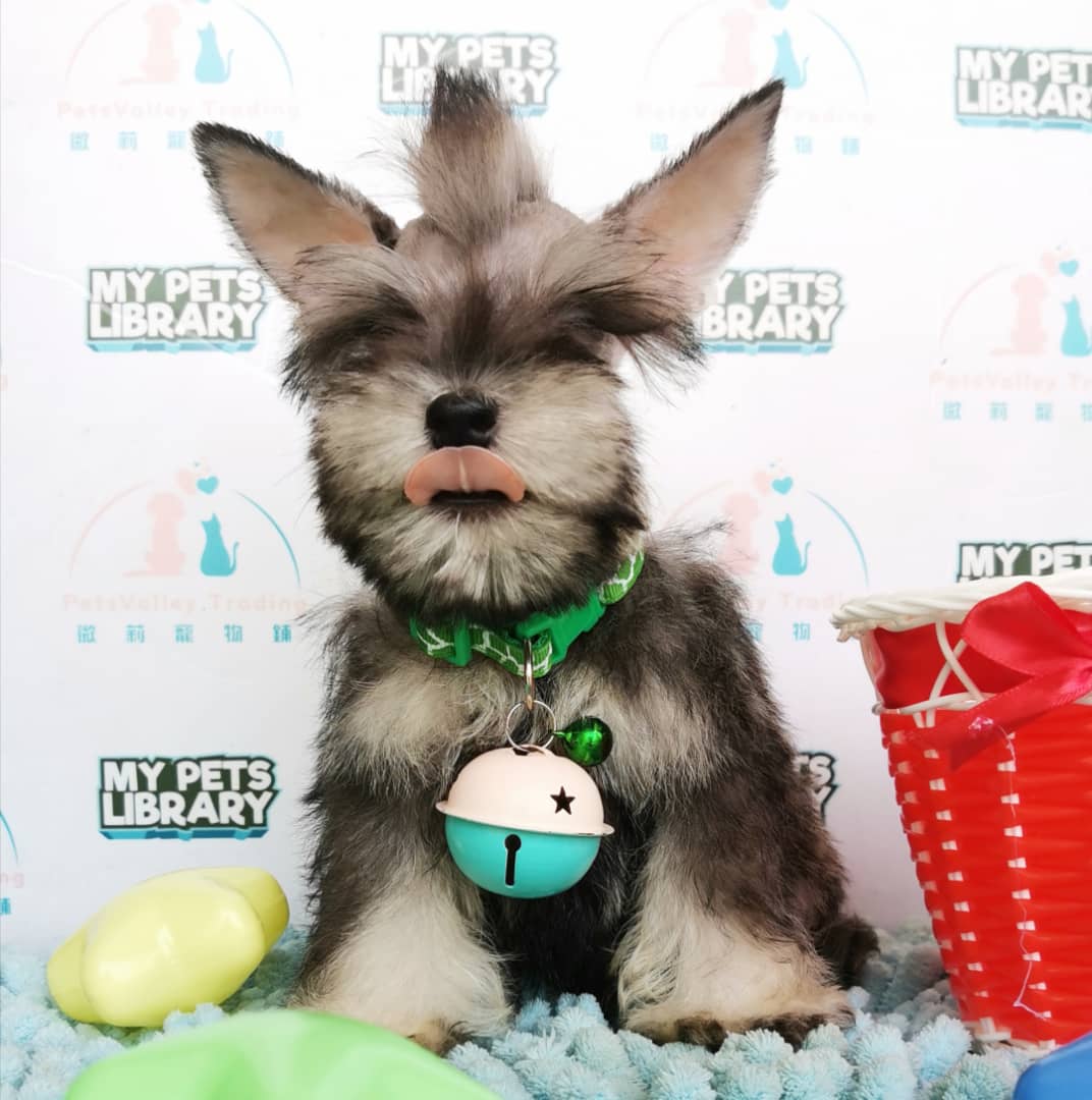Miniature Schnauzer Puppy For Sale