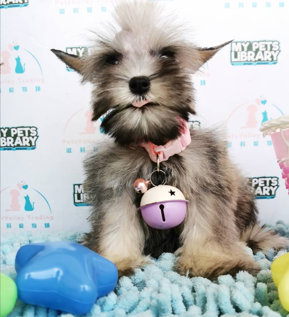 Miniature Schnauzer Puppy For Sale (Female)