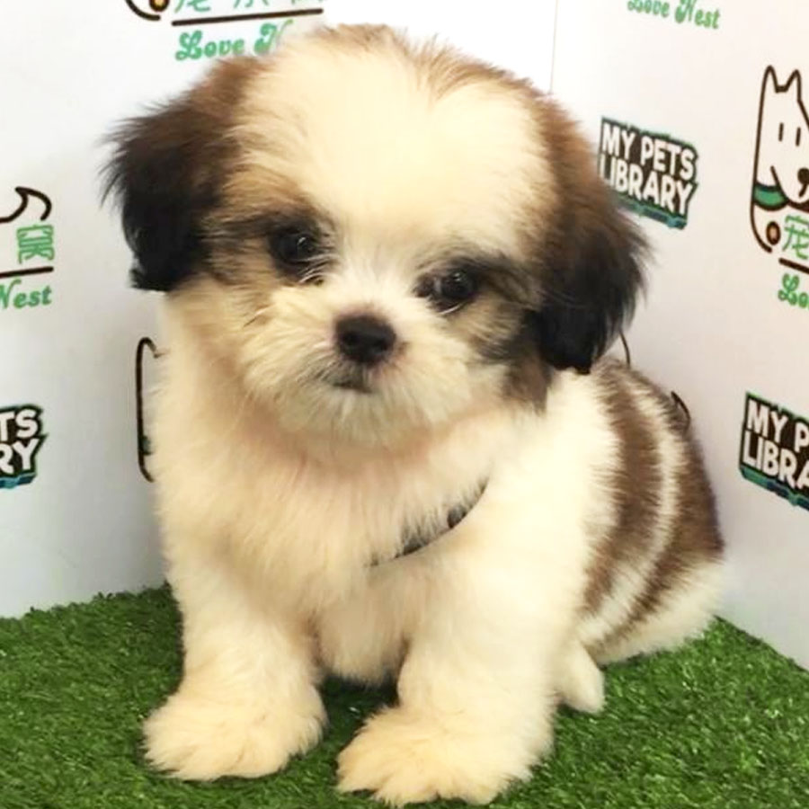 Shih Tzu Puppy (Male) For Sale