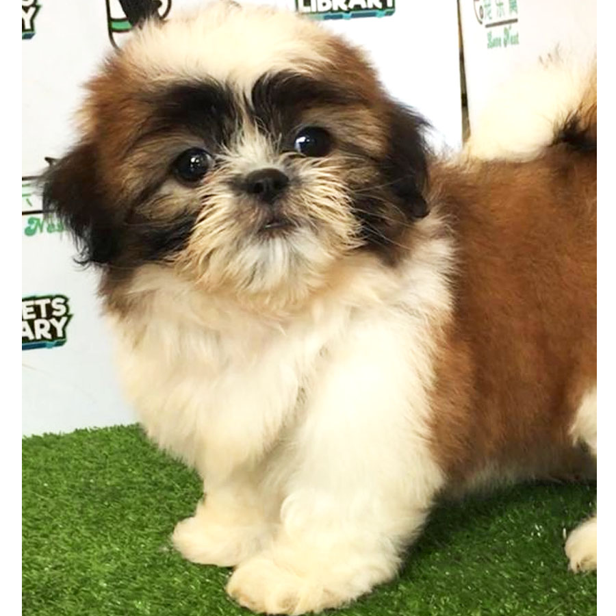 Shih Tzu Puppy (Female) For Sale