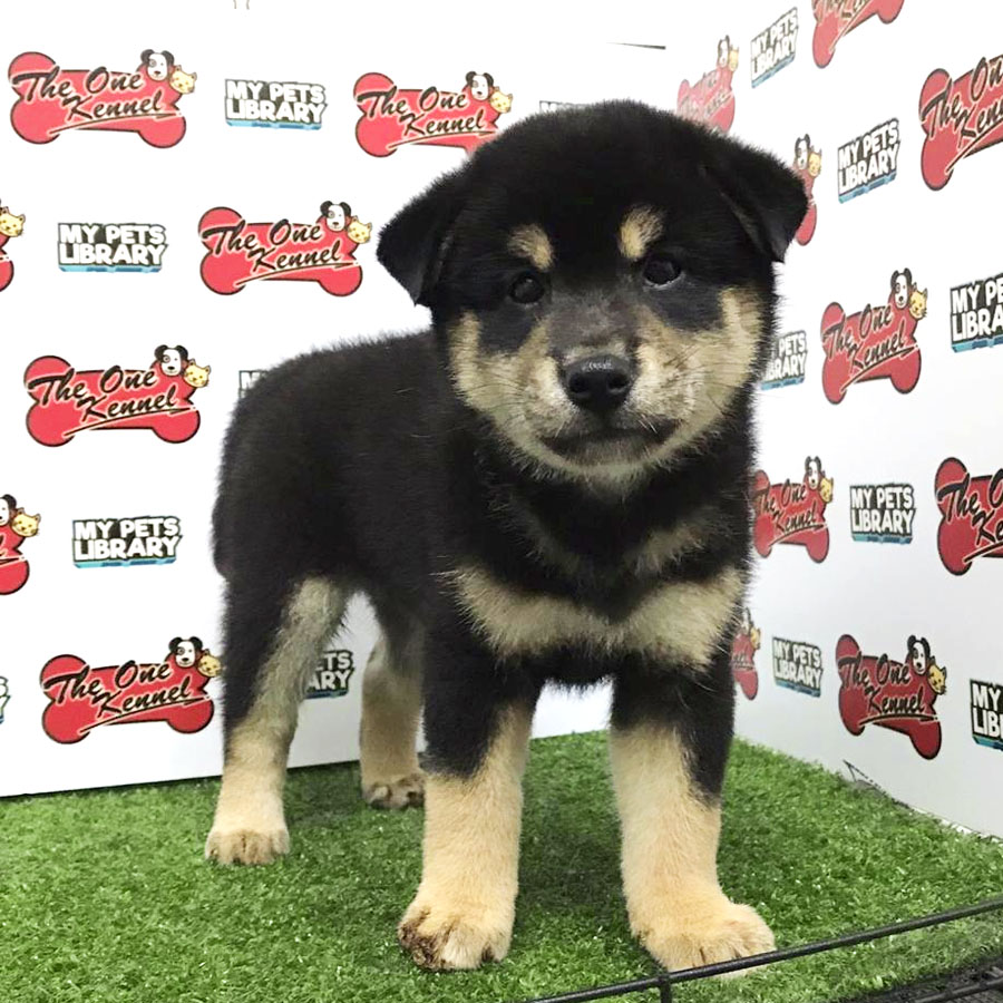 MKA Shiba Inu Puppy For Sale (Male)