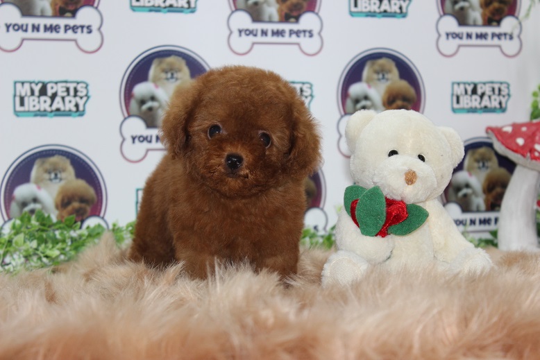 Tiny Poodle Puppy For Sale (Parents Imported)