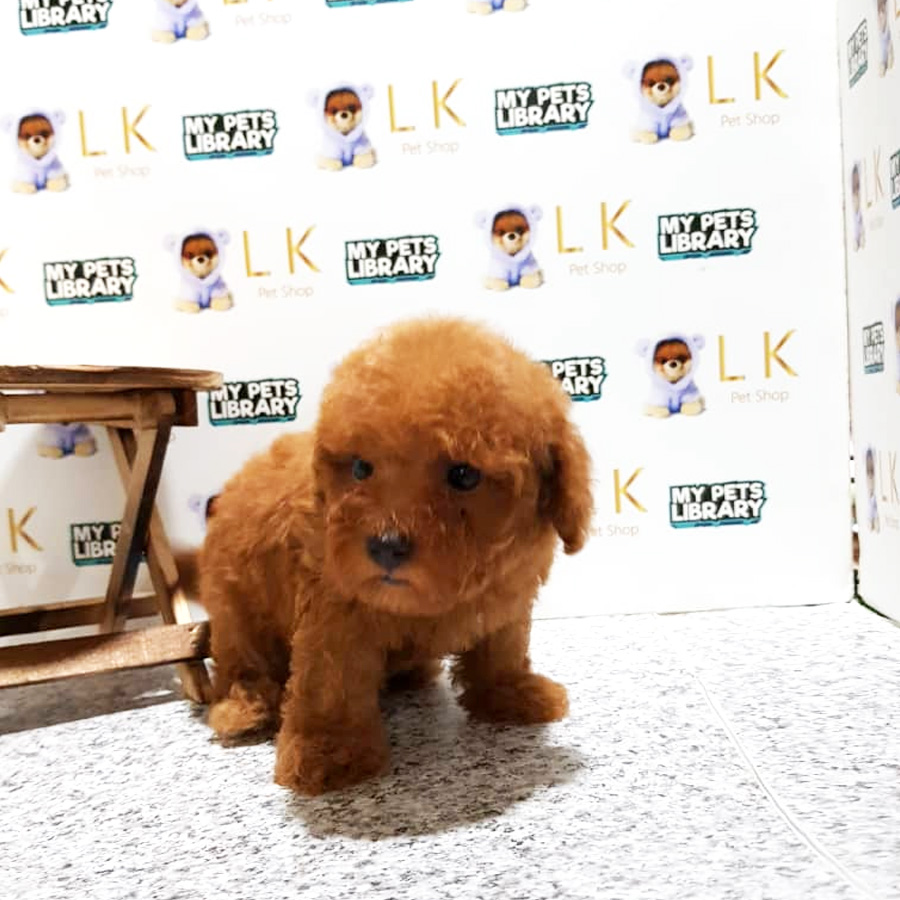 Toy Poodle Puppy For Sale (Male)