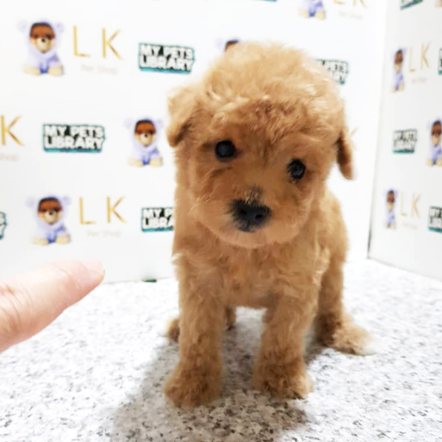 Toy Poodle Puppy For Sale (Female)