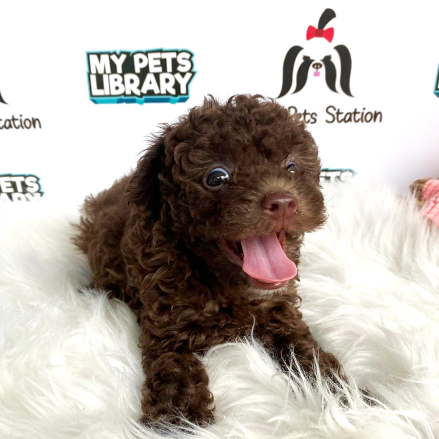 Cola Toy Poodle Puppy For Sale