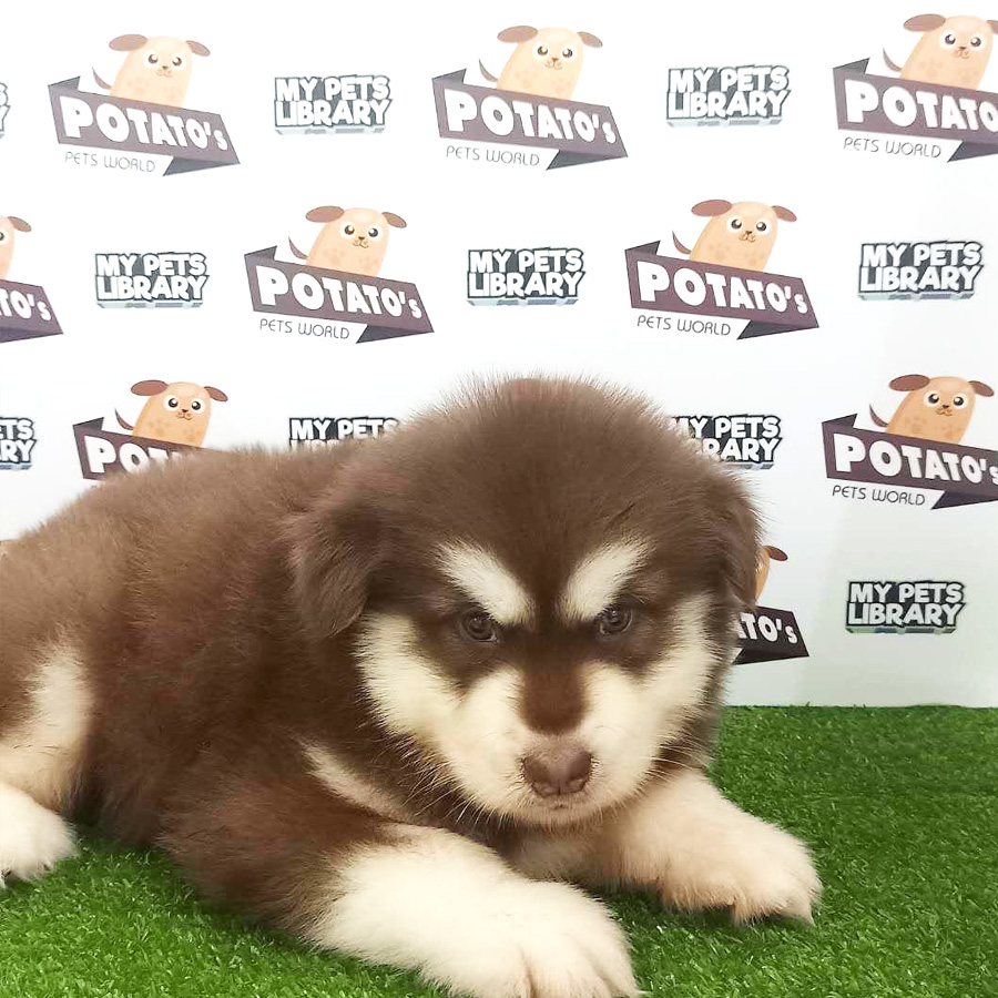 Alaskan Malamute Puppy For Sale (Male)