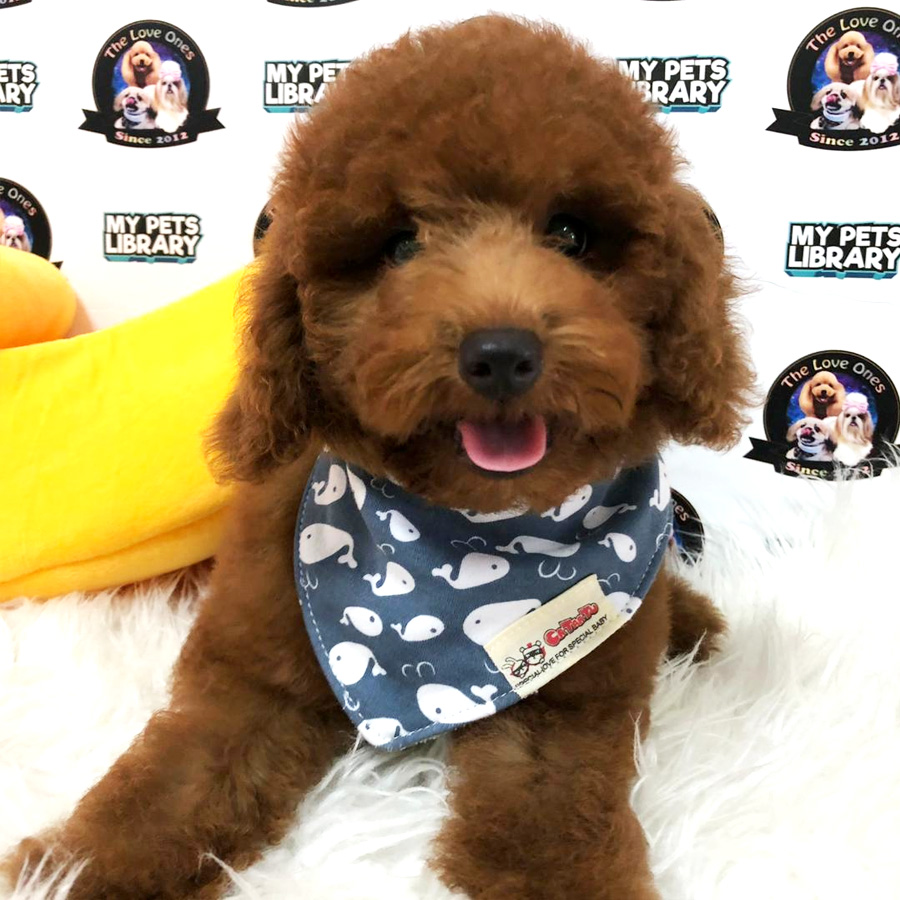 Toy Poodle Puppy For Sale (Male)