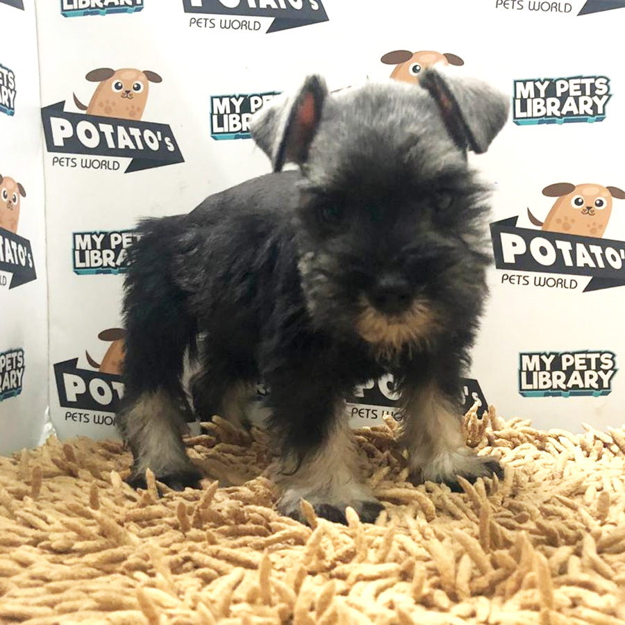 Miniature Schnauzer Puppy For Sale (Female)