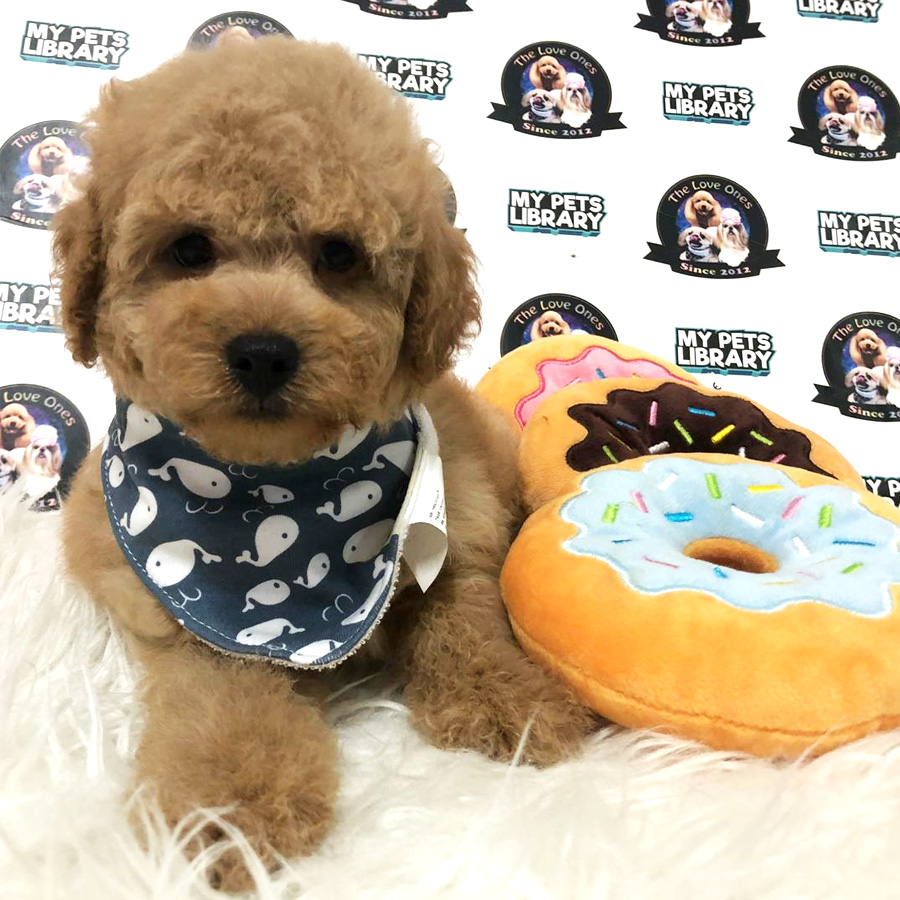Toy Poodle Puppy For Sale (Male)