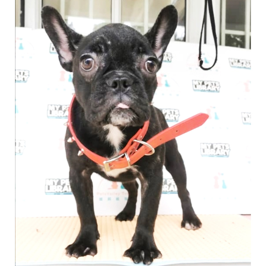 MKA French Bulldog Puppy For Sale