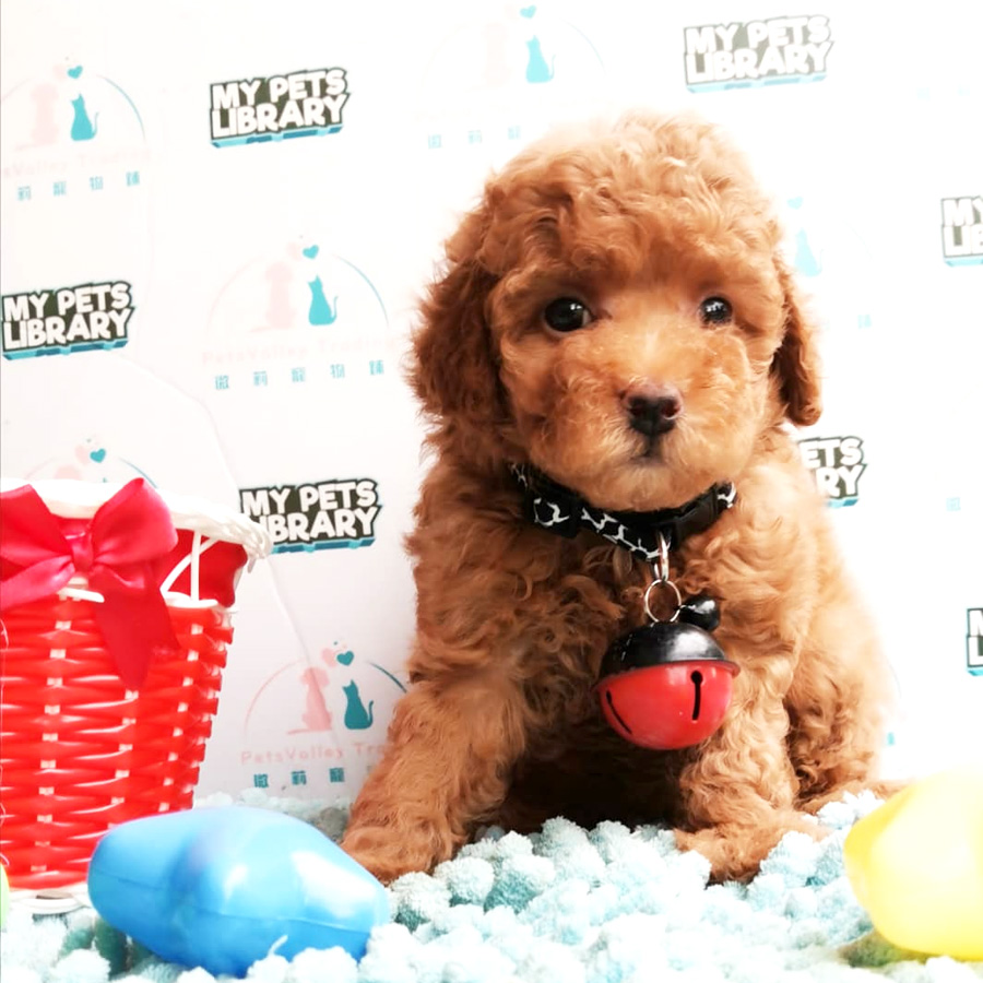 Toy Poodle Puppy For Sale (Female)