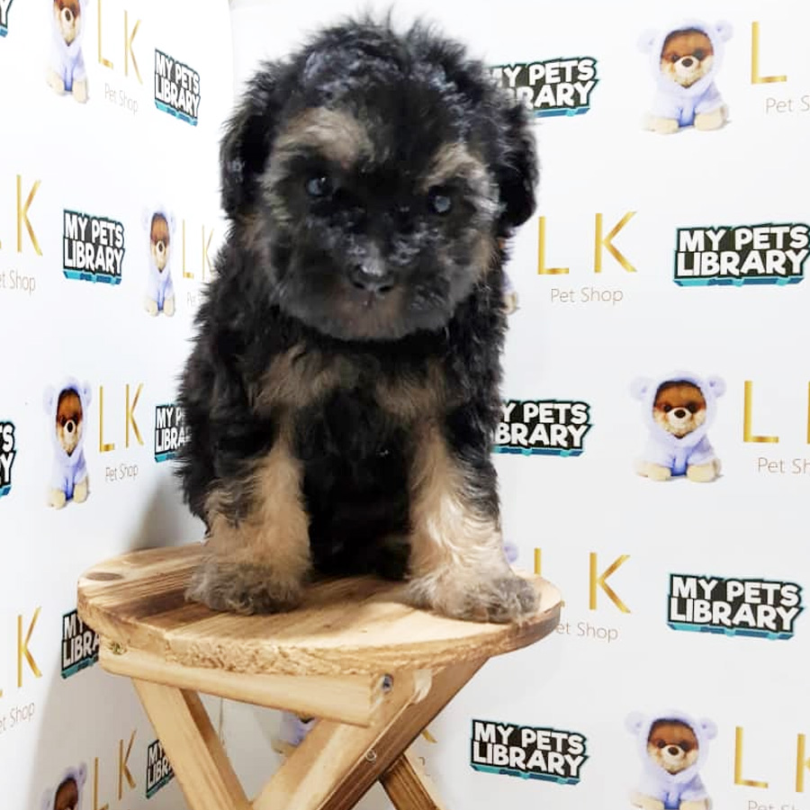 Poodle Silver & Tan For Sale