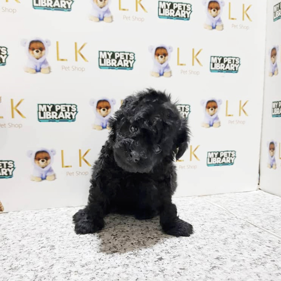 Toy Poodle Puppy For Sale (Male)