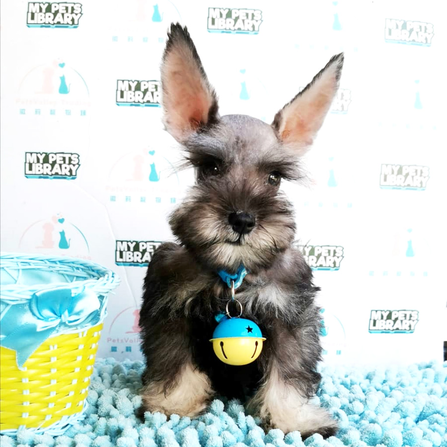 Miniature Schnauzer Puppy For Sale