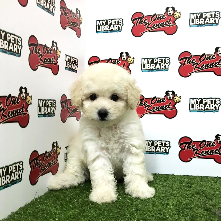 Tiny Poodle Puppy For Sale