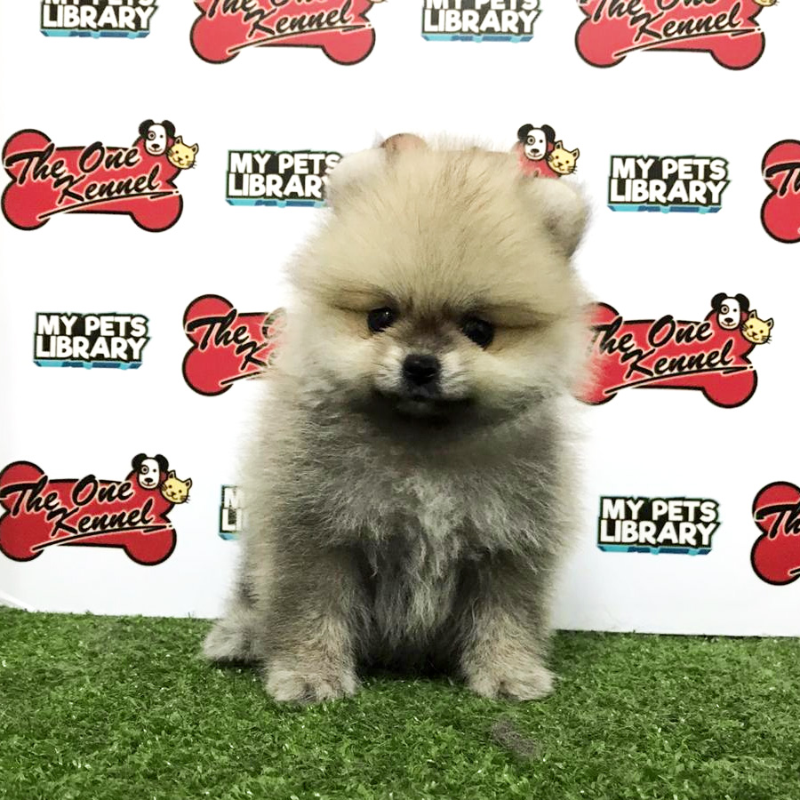 Pomeranian Puppy For Sale (Female)