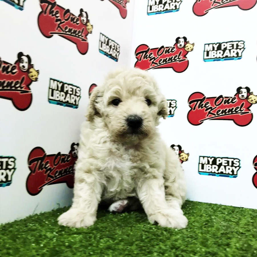 Toy Poodle Puppy For Sale (Female)