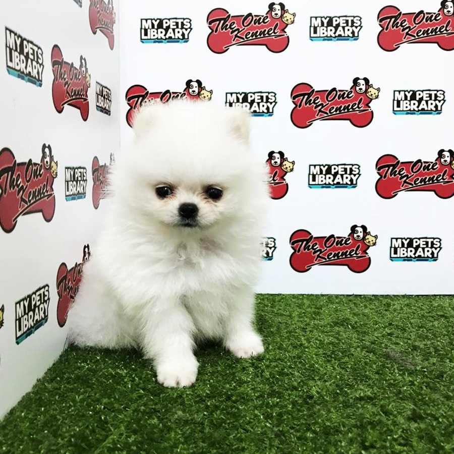 Teacup Pomeranian Puppy For Sale