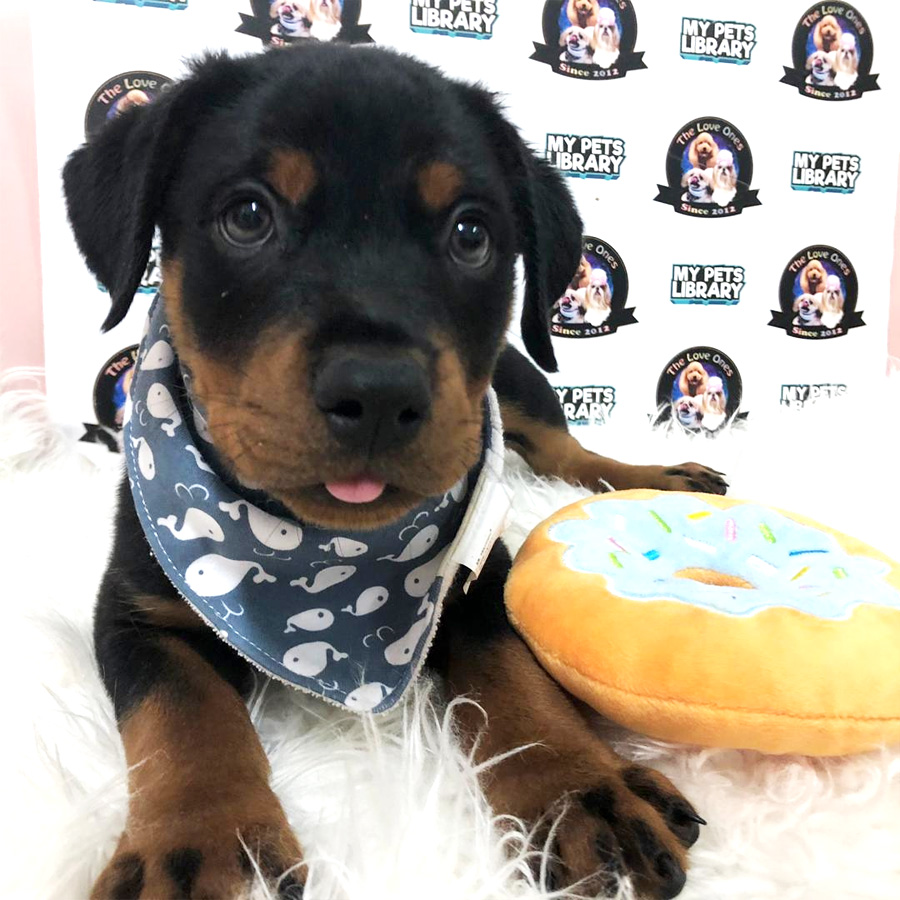 Rottweiler Puppy For Sale