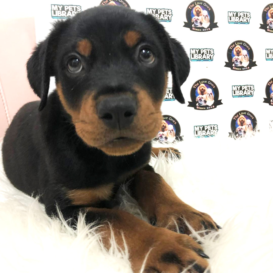 Rottweiler Puppy For Sale