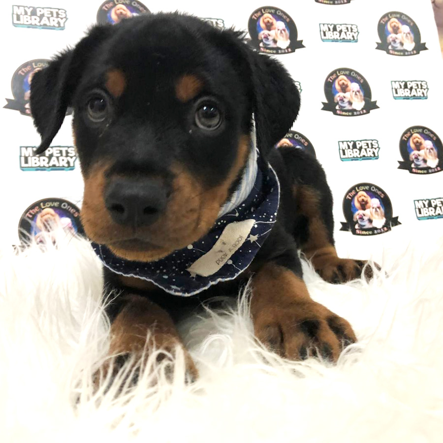 Rottweiler Puppy For Sale
