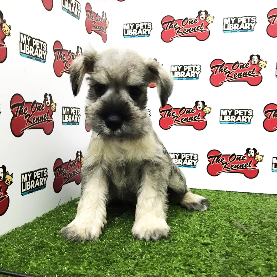 Miniature Schnauzer Puppy For Sale (Female)