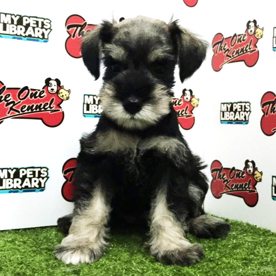 Miniature Schnauzer Puppy For Sale (Female)