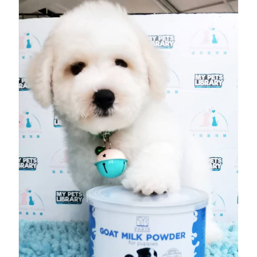 Bichon Frise Puppy For Sale (Male)