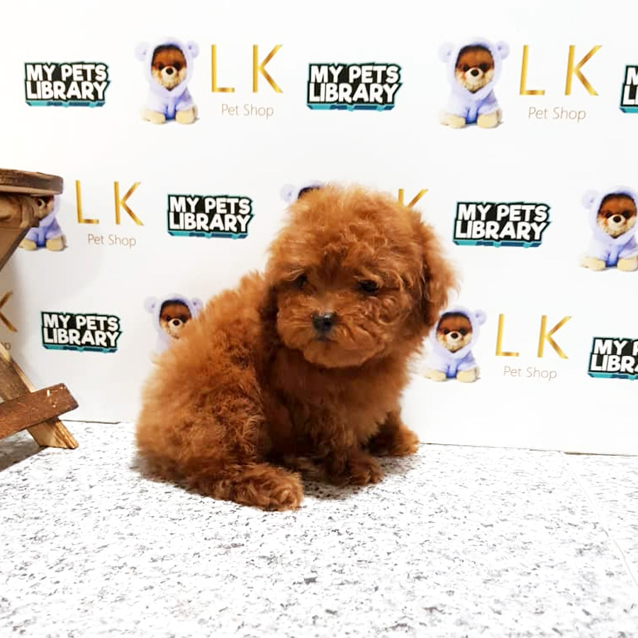 Tiny Poodle Puppy For Sale