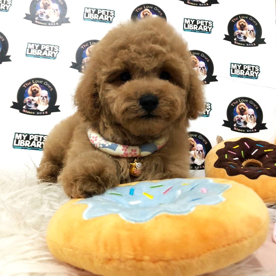 Toy Poodle Puppy For Sale (Male)