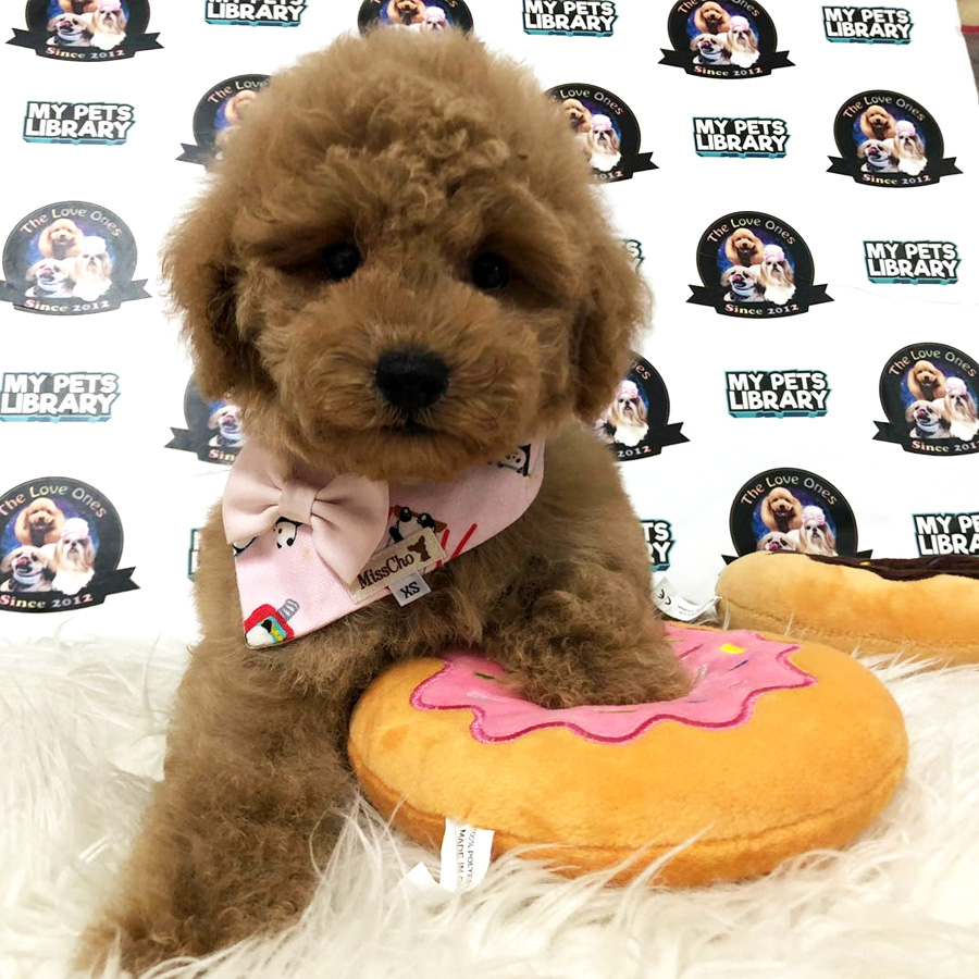 Toy Poodle Puppy For Sale (Male)