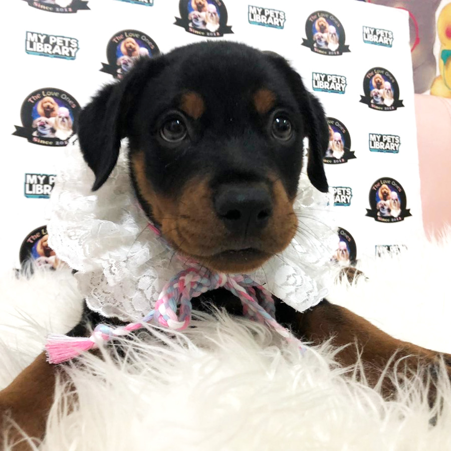 Rottweiler Puppy For Sale